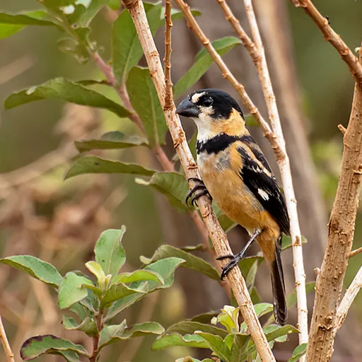 Rusty-collared Seedeater (Sporophila collaris)