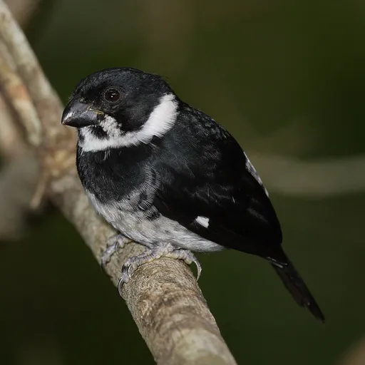 Variable Seedeater (Sporophila corvina)
