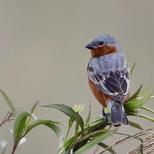 Rufous-rumped Seedeater (Sporophila hypochroma)