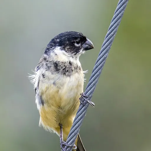 Morelet's Seedeater (Sporophila morelleti)