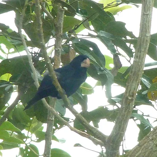 Nicaraguan Seed Finch (Sporophila nuttingi)