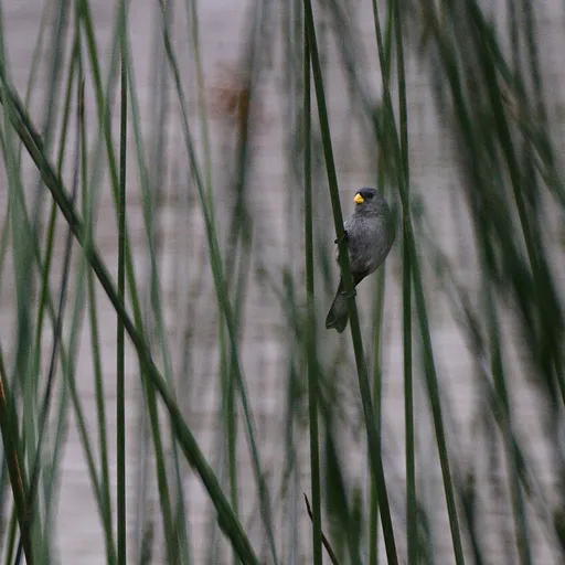 Slate-colored Seedeater (Sporophila schistacea)