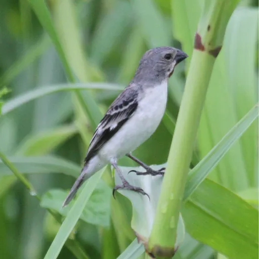 Chestnut-throated Seedeater (Sporophila telasco)