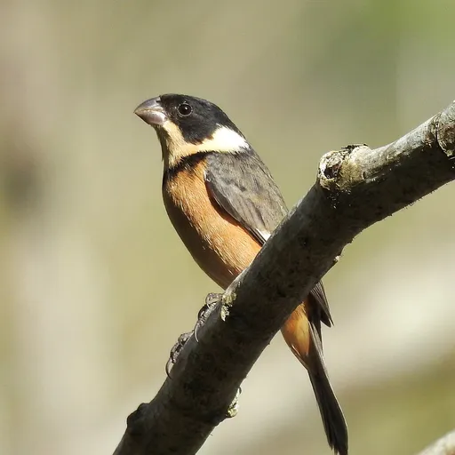 Cinnamon-rumped Seedeater (Sporophila torqueola)