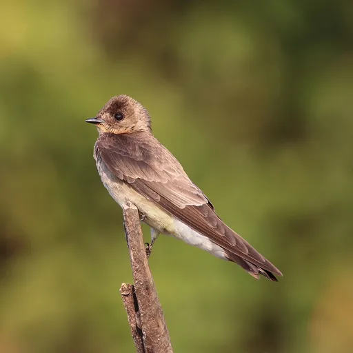 Southern Rough-winged Swallow (Stelgidopteryx ruficollis)