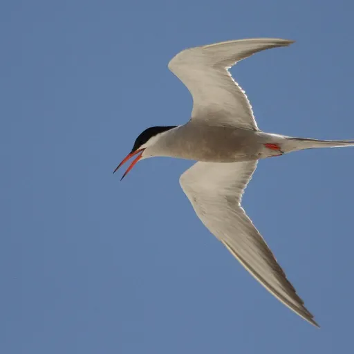 White-cheeked Tern (Sterna repressa)
