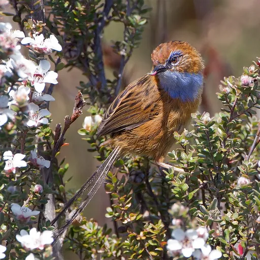 Southern Emu-wren (Stipiturus malachurus)