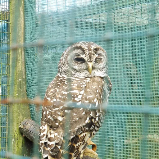 Chaco Owl (Strix chacoensis)