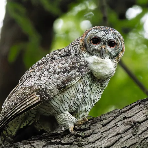 Mottled Wood Owl (Strix ocellata)
