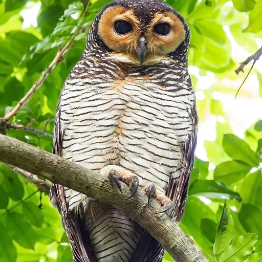 Spotted Wood Owl (Strix seloputo)