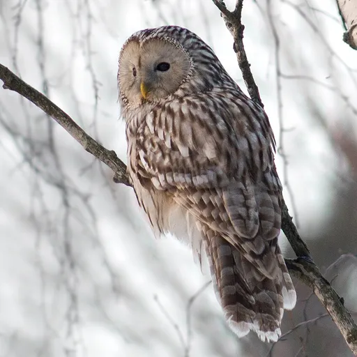 Ural Owl (Strix uralensis)