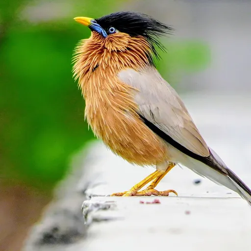 Brahminy Starling (Sturnia pagodarum)