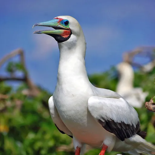 Red-footed Booby (Sula sula)