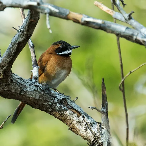 White-whiskered Spinetail (Synallaxis candei)