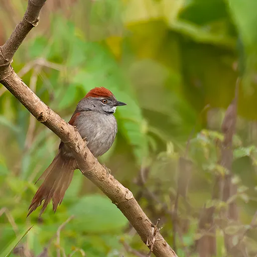 Sooty-fronted Spinetail (Synallaxis frontalis)
