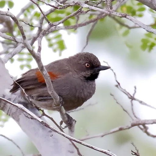 Red-shouldered Spinetail (Synallaxis hellmayri)