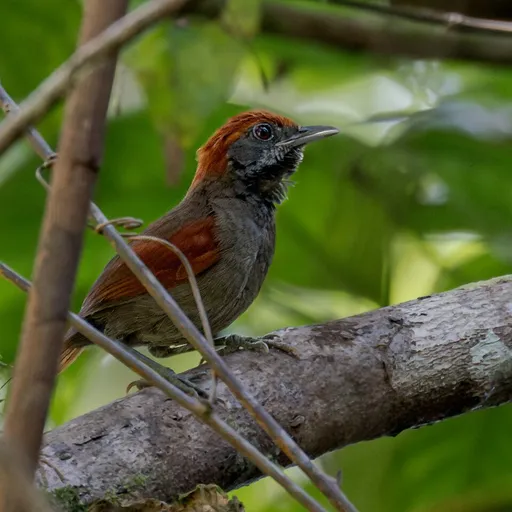 McConnell's Spinetail (Synallaxis macconnelli)