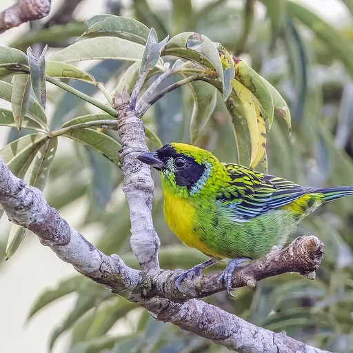 Green-and-gold Tanager (Tangara schrankii)