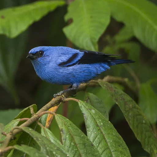 Blue-and-black Tanager (Tangara vassorii)