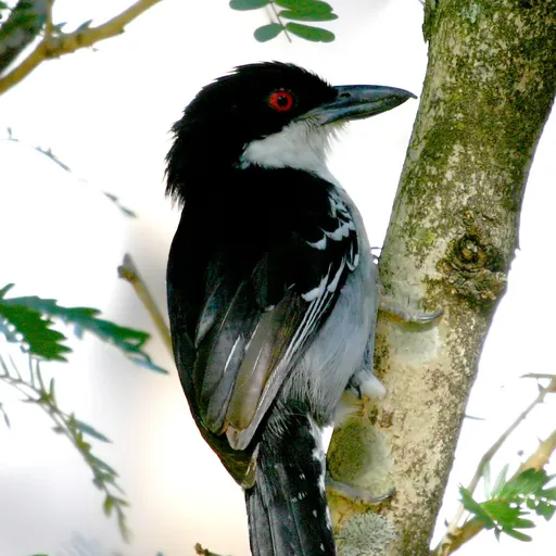 Great Antshrike (Taraba major)