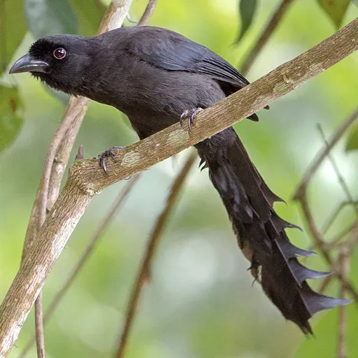 Ratchet-tailed Treepie (Temnurus temnurus)