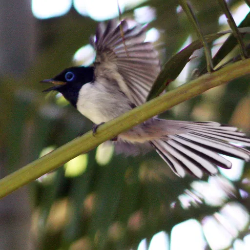 Malagasy Paradise Flycatcher (Terpsiphone mutata)