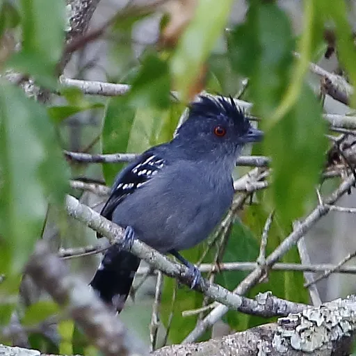 Natterer's Slaty Antshrike (Thamnophilus stictocephalus)