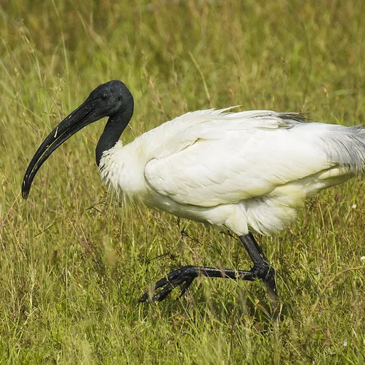 Black-headed Ibis (Threskiornis melanocephalus)