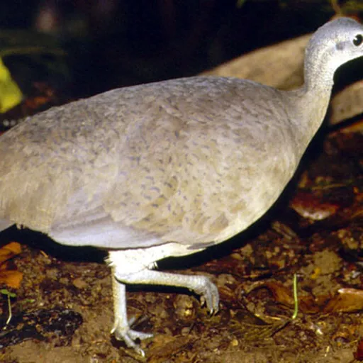 Great Tinamou (Tinamus major)