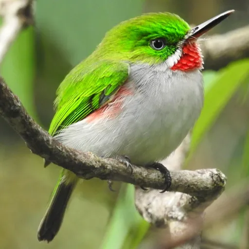 Narrow-billed Tody (Todus angustirostris)