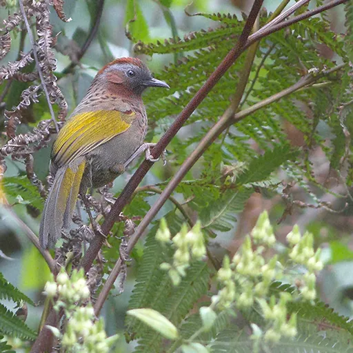 Assam Laughingthrush (Trochalopteron chrysopterum)