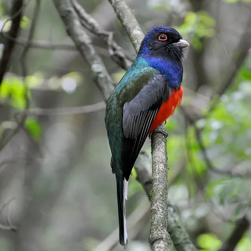 Surucua Trogon (Trogon surrucura)