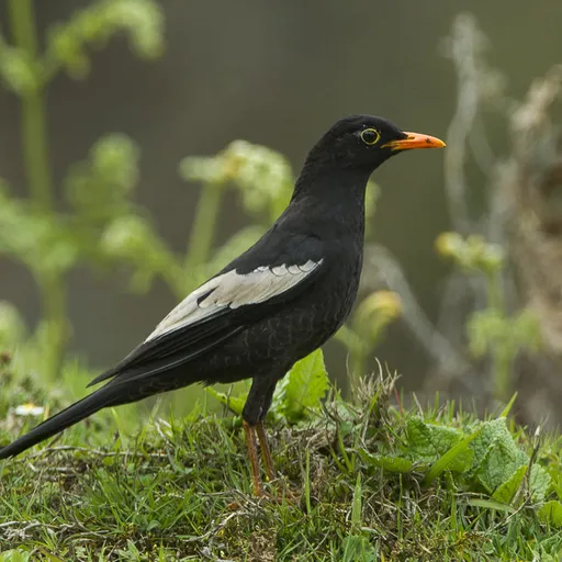 Grey-winged Blackbird (Turdus boulboul)