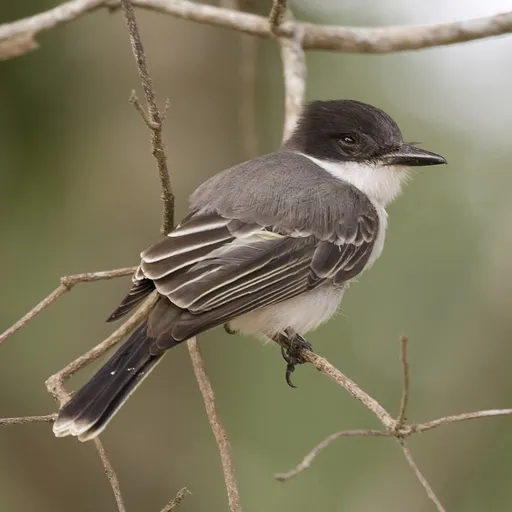 Loggerhead Kingbird (Tyrannus caudifasciatus)