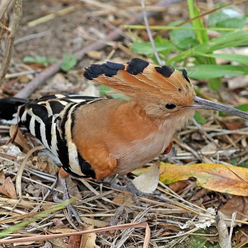 Madagascar Hoopoe (Upupa marginata)