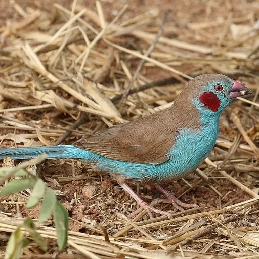 Red-cheeked Cordon-bleu (Uraeginthus bengalus)