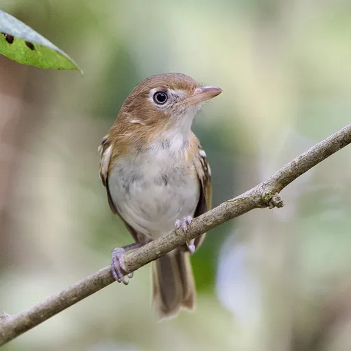 Cozumel Vireo (Vireo bairdi)