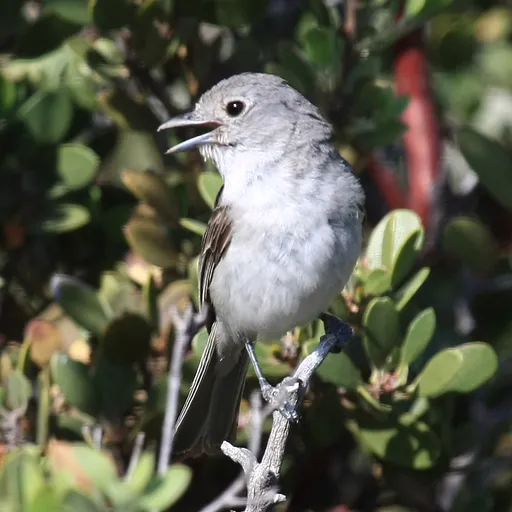 Grey Vireo (Vireo vicinior)