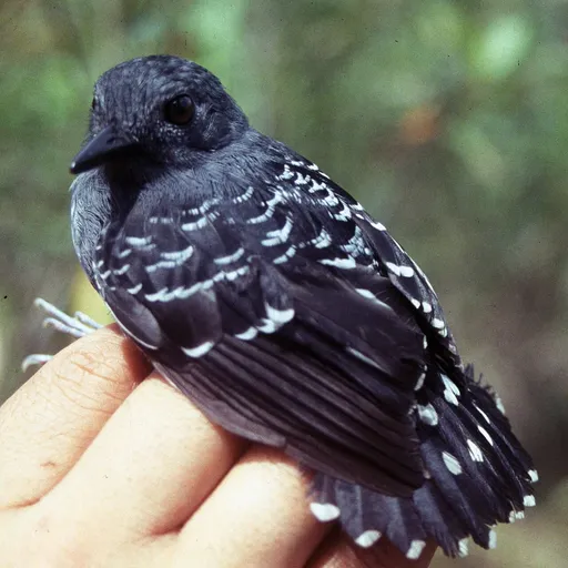 Common Scale-backed Antbird (Willisornis poecilinotus)