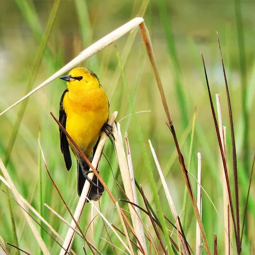 Saffron-cowled Blackbird (Xanthopsar flavus)
