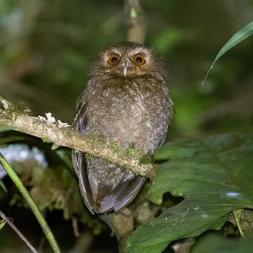 Long-whiskered Owlet (Xenoglaux loweryi)