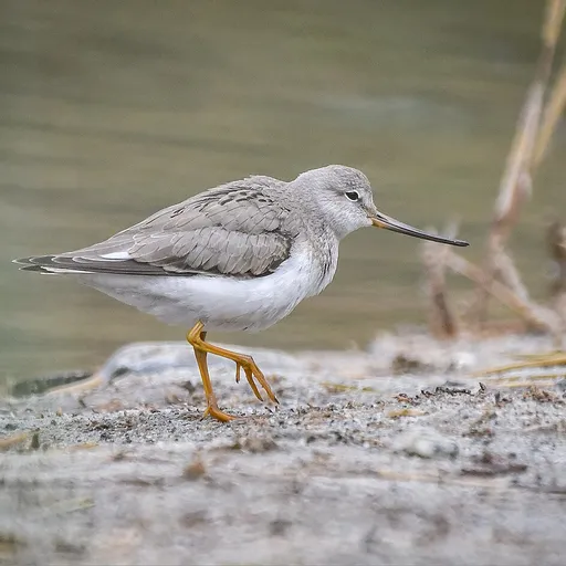 Terek Sandpiper (Xenus cinereus)