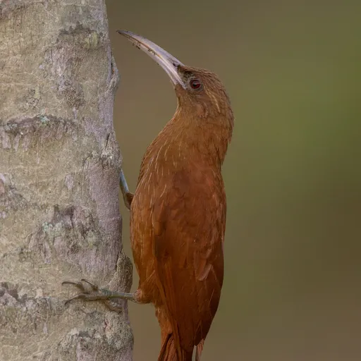 Great Rufous Woodcreeper (Xiphocolaptes major)