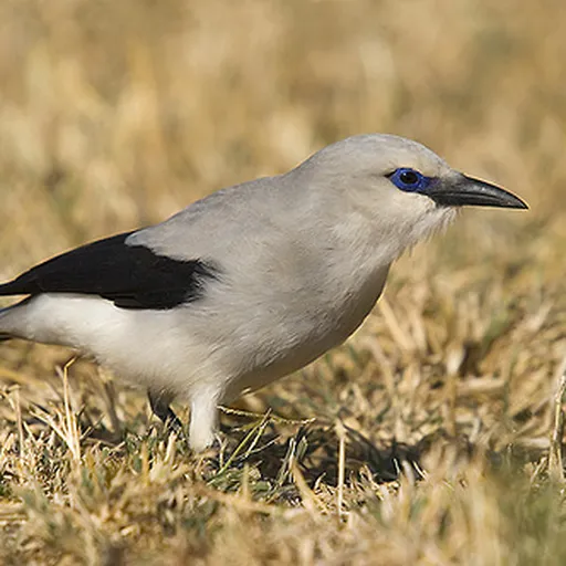 Stresemann's Bushcrow (Zavattariornis stresemanni)
