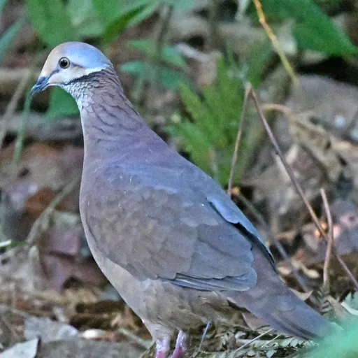 Lined Quail-Dove (Zentrygon linearis)