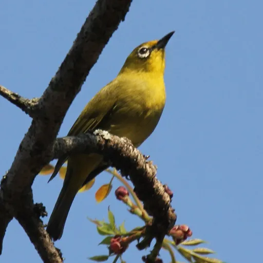 Southern Yellow White-eye (Zosterops anderssoni)