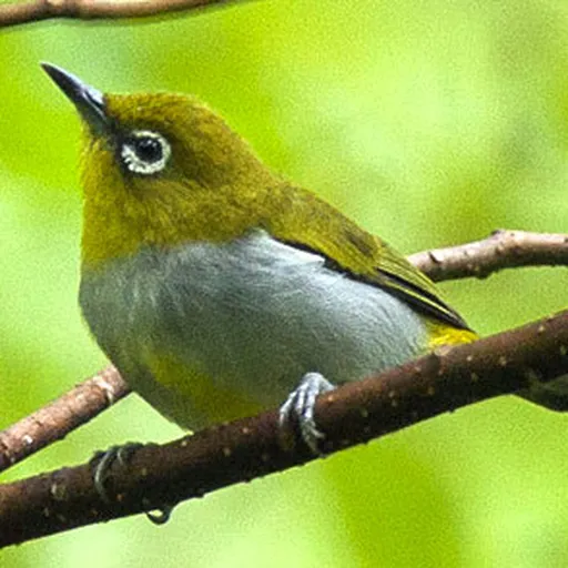 Hume's White-eye (Zosterops auriventer)