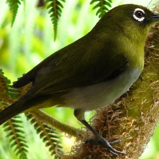 Sri Lanka White-eye (Zosterops ceylonensis)