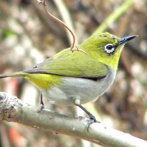 Swinhoe's White-eye (Zosterops simplex)